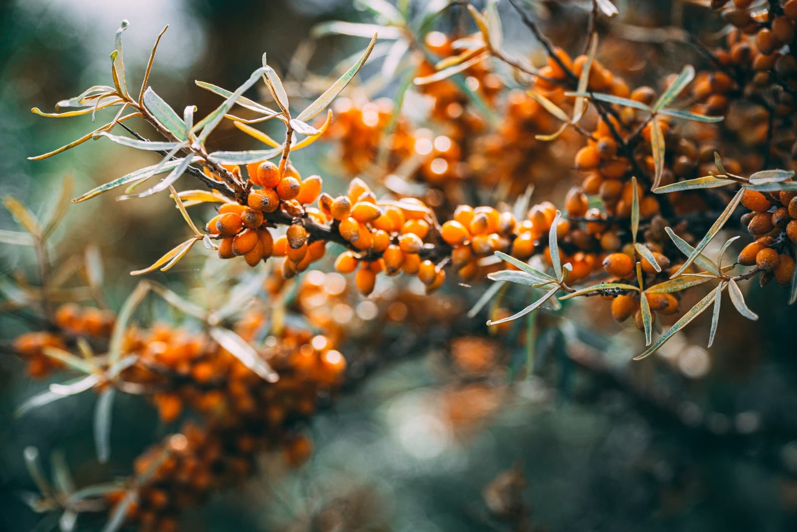 Sea buckthorn oil making equipment