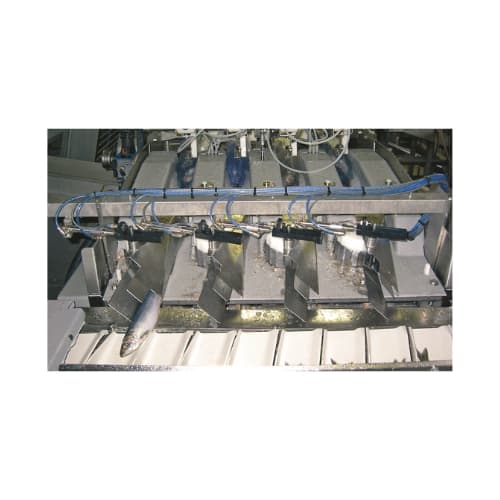 Camera-operated fish sorting system for filleting machines