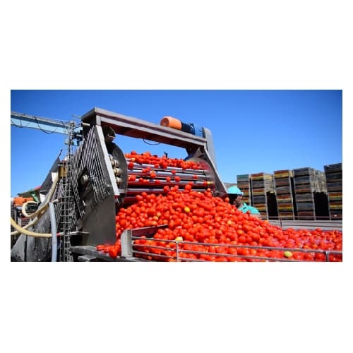 Tomato receiving and sorting system