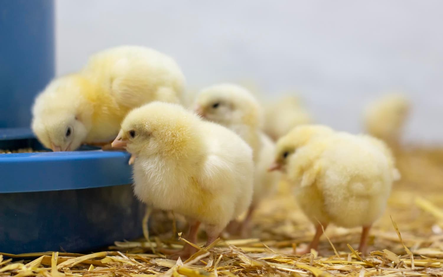 broiler-chickens-that-have-recently-hatched-are-standing-near-feeder-growing-broilers-home