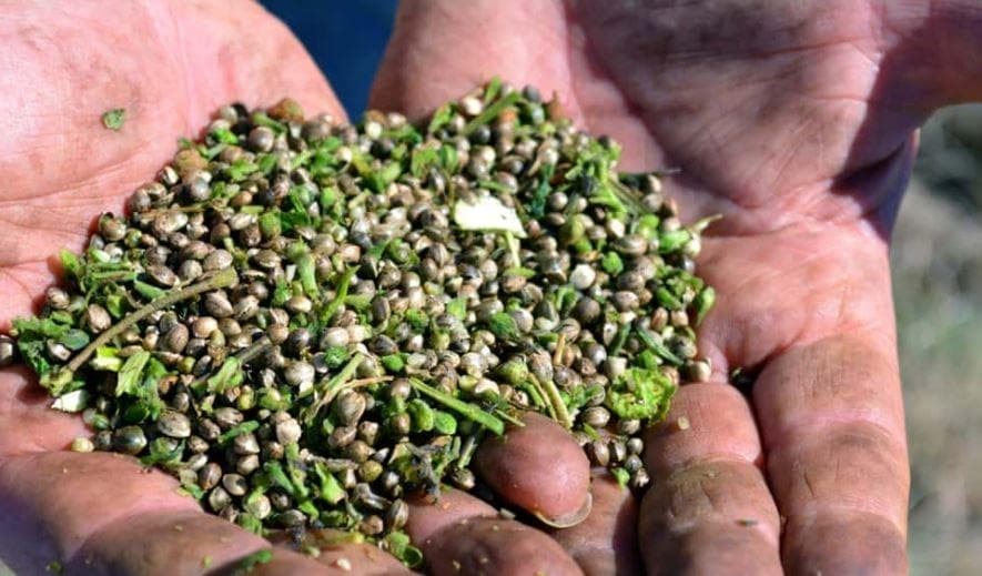 How to separate seeds from hemp crop