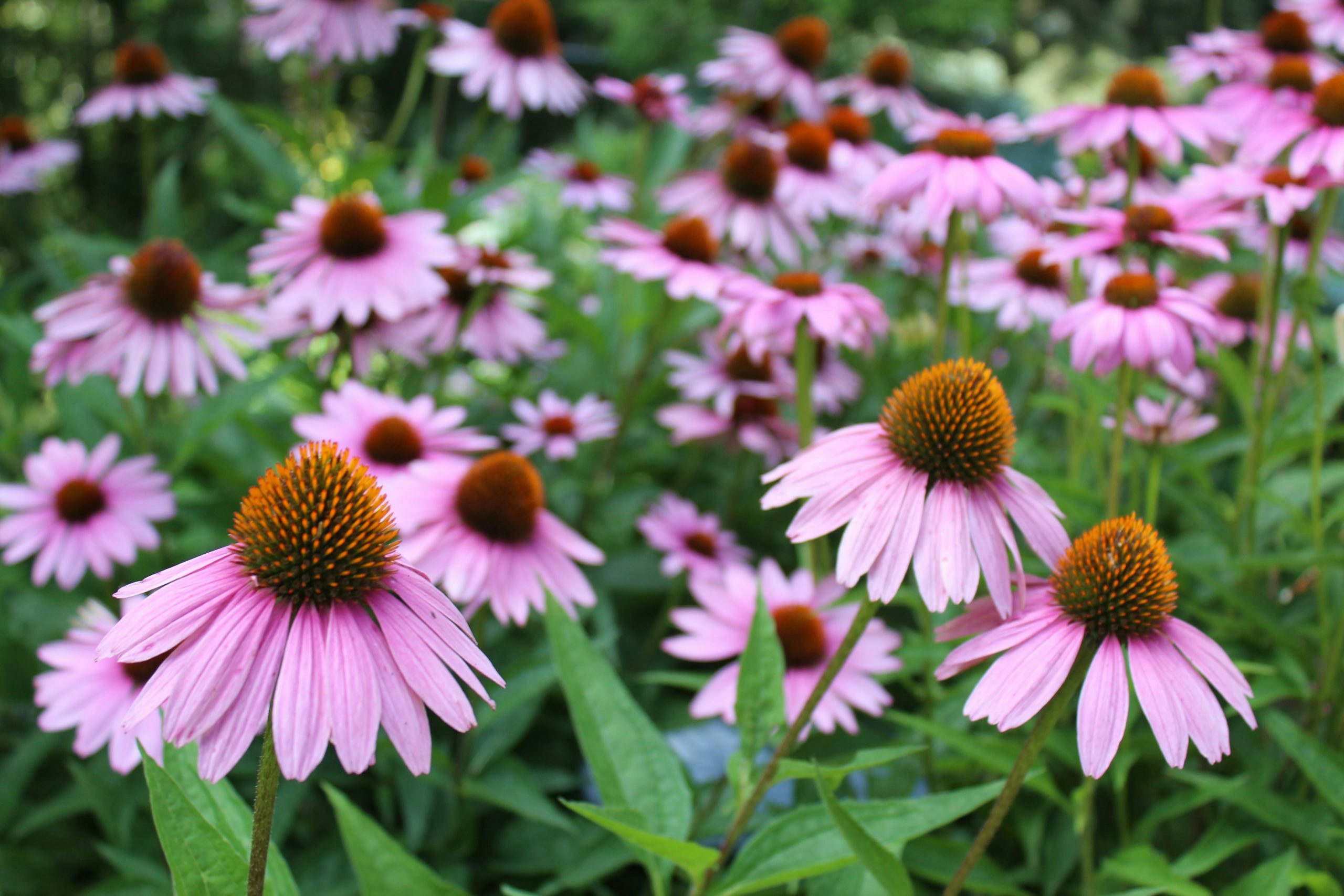 Let's make echinacea extract