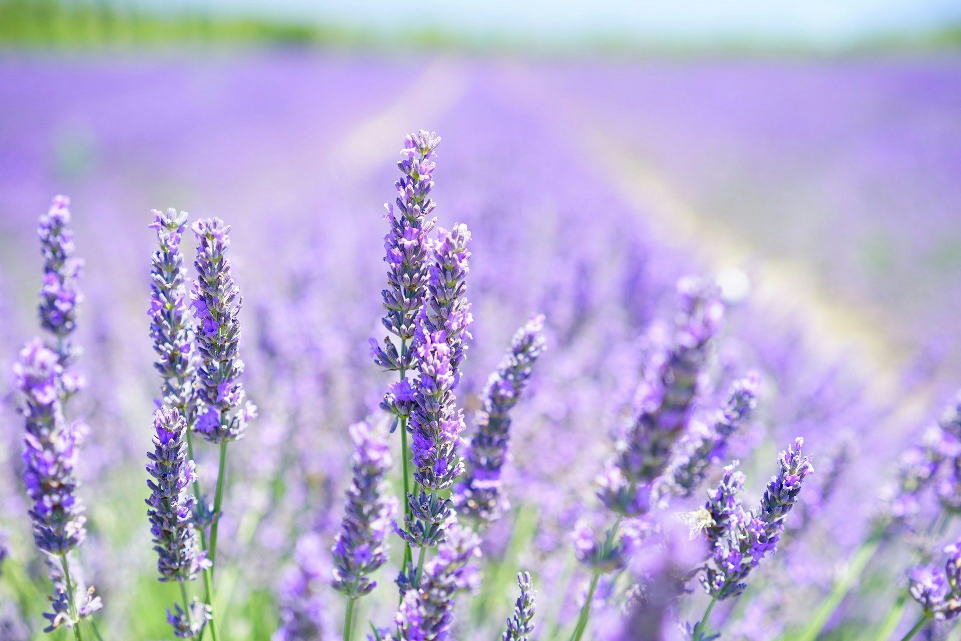 Let's make lavender oil