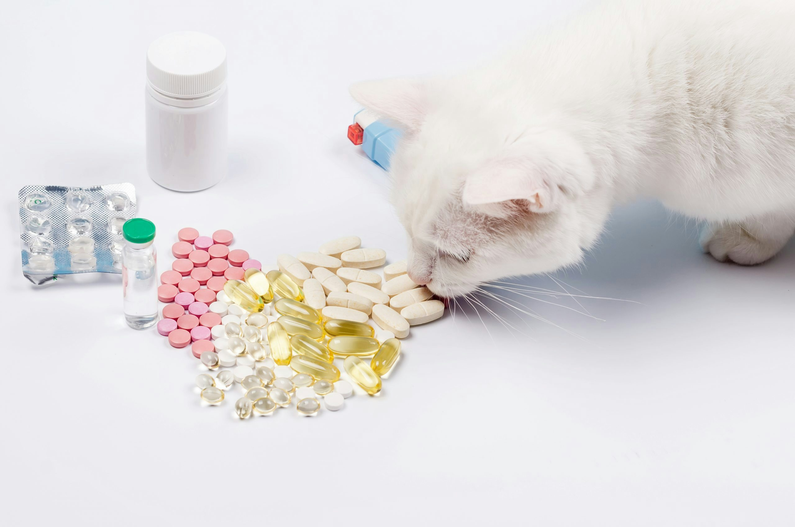 Let's make veterinary tablets