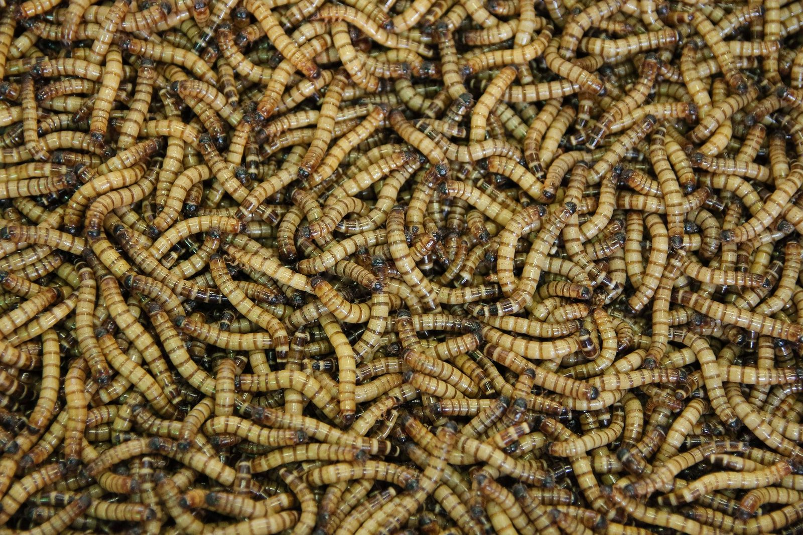 Mealworm protein drying