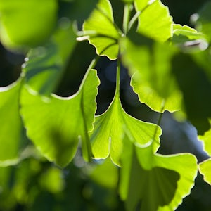 Ginkgo extract