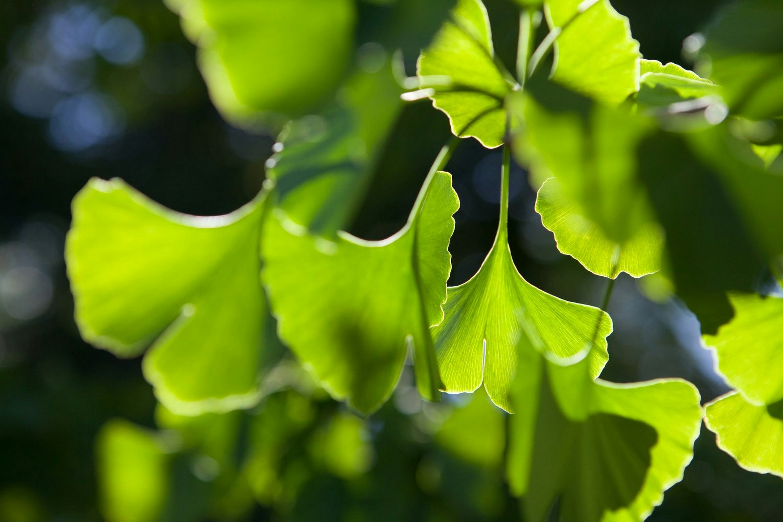 Ginkgo extract purification