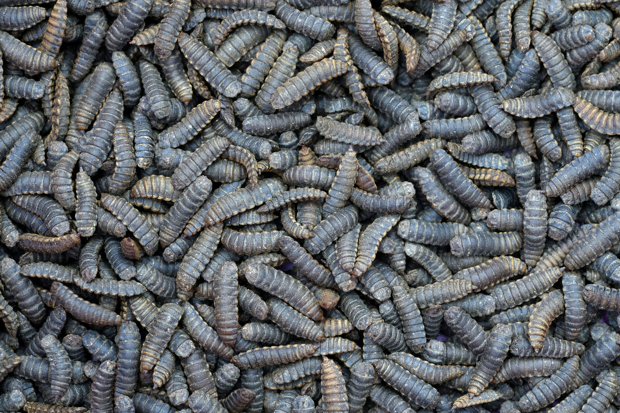 Insect Protein Production
