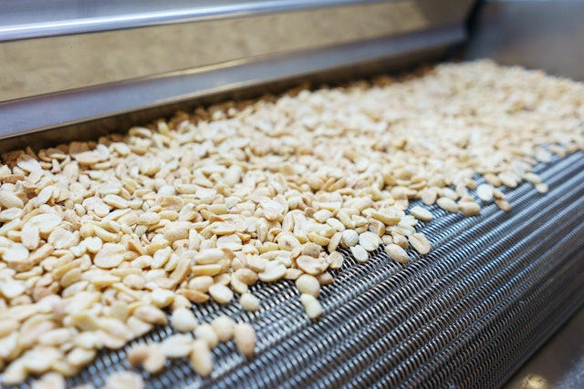 raw peanuts on conveyor belt