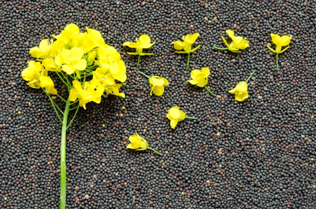 Top view of rapeseed blossom on the background of seeds close-up.