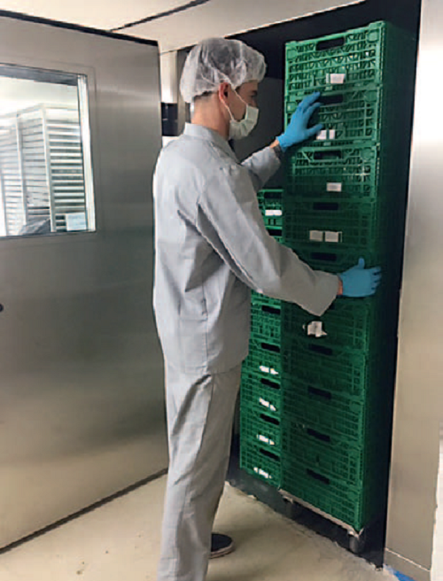 Cabinet dryer for cannabis