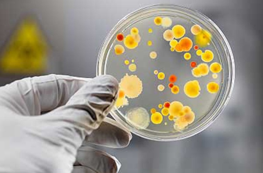 Fill 100,000 petri dishes a day!