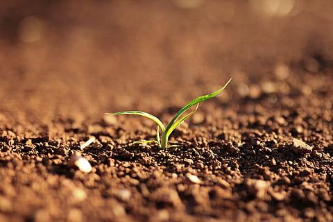 Drying sewage sludge or animal waste for more fertile grounds