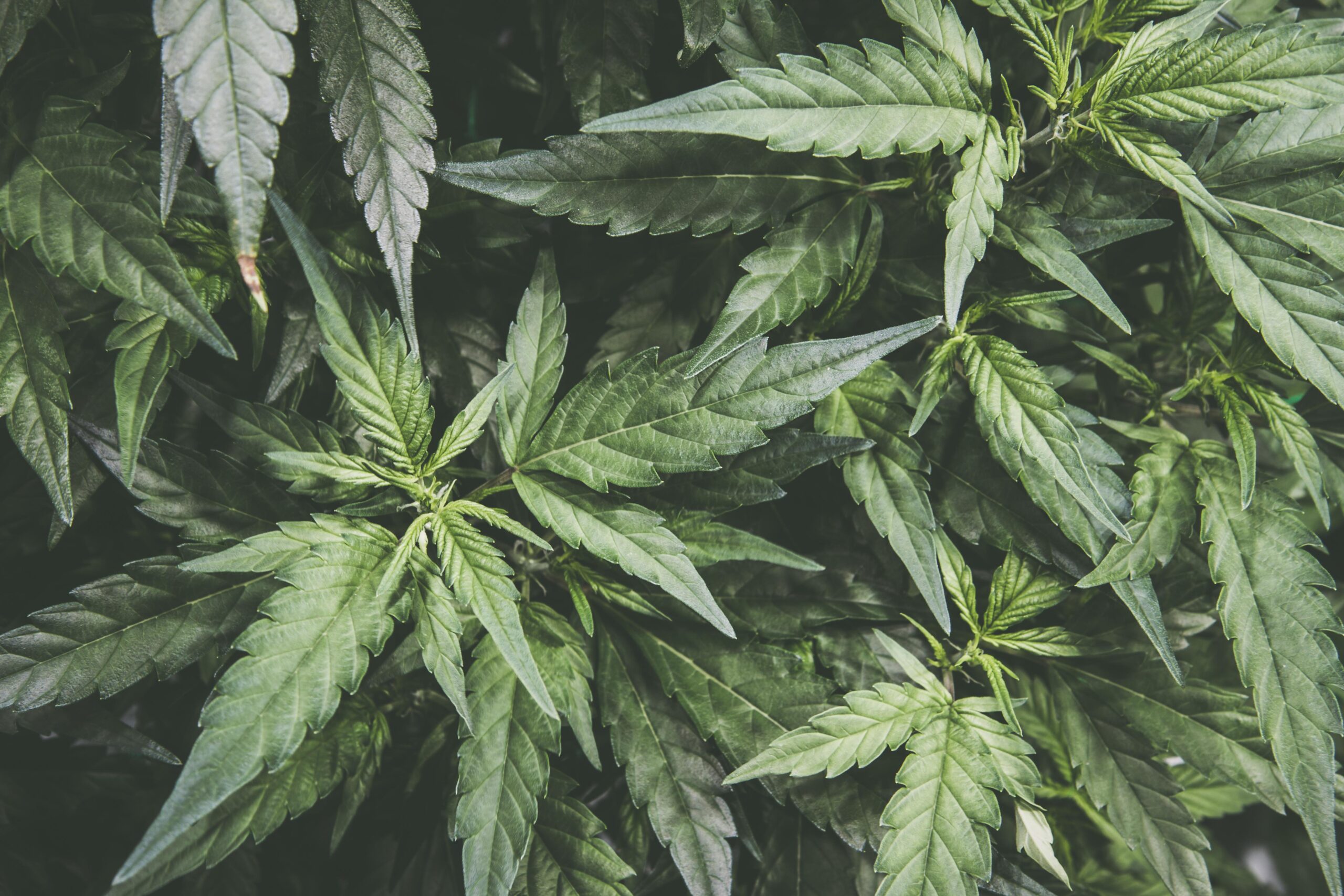 Cryogenic ethanol for CBD oil extraction
