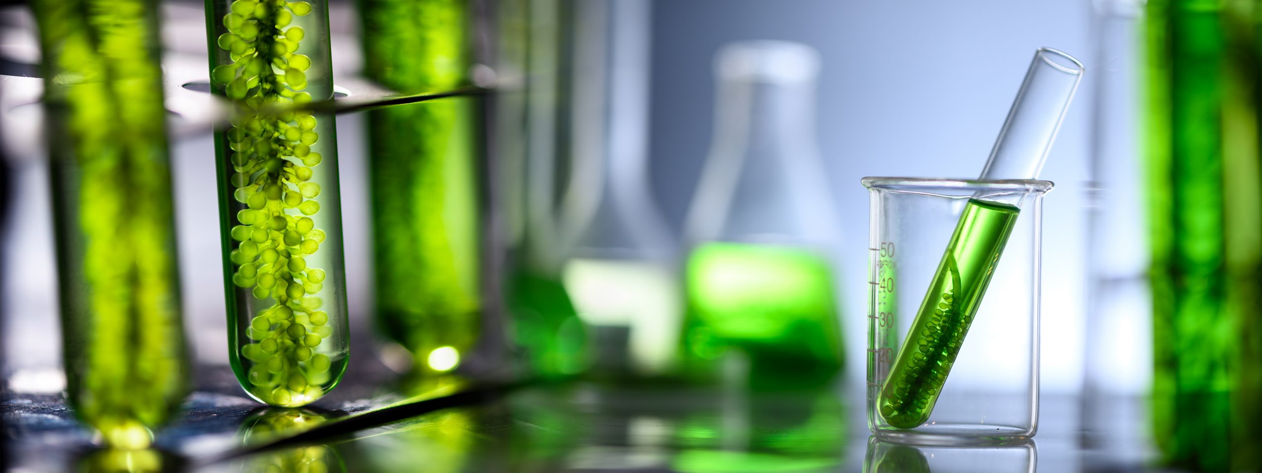 Biodiesel Production Equipment