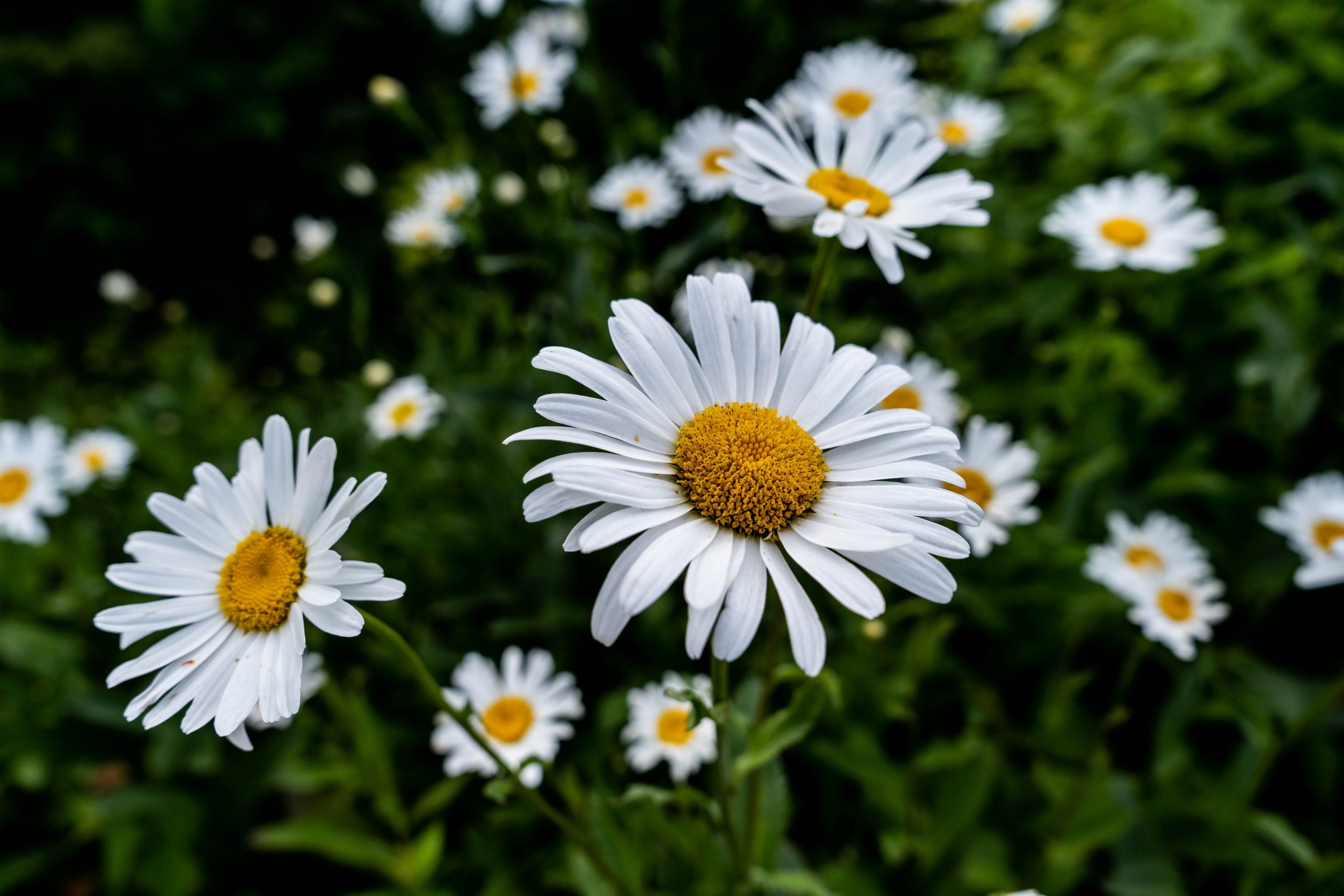 Chamomile oil making equipment
