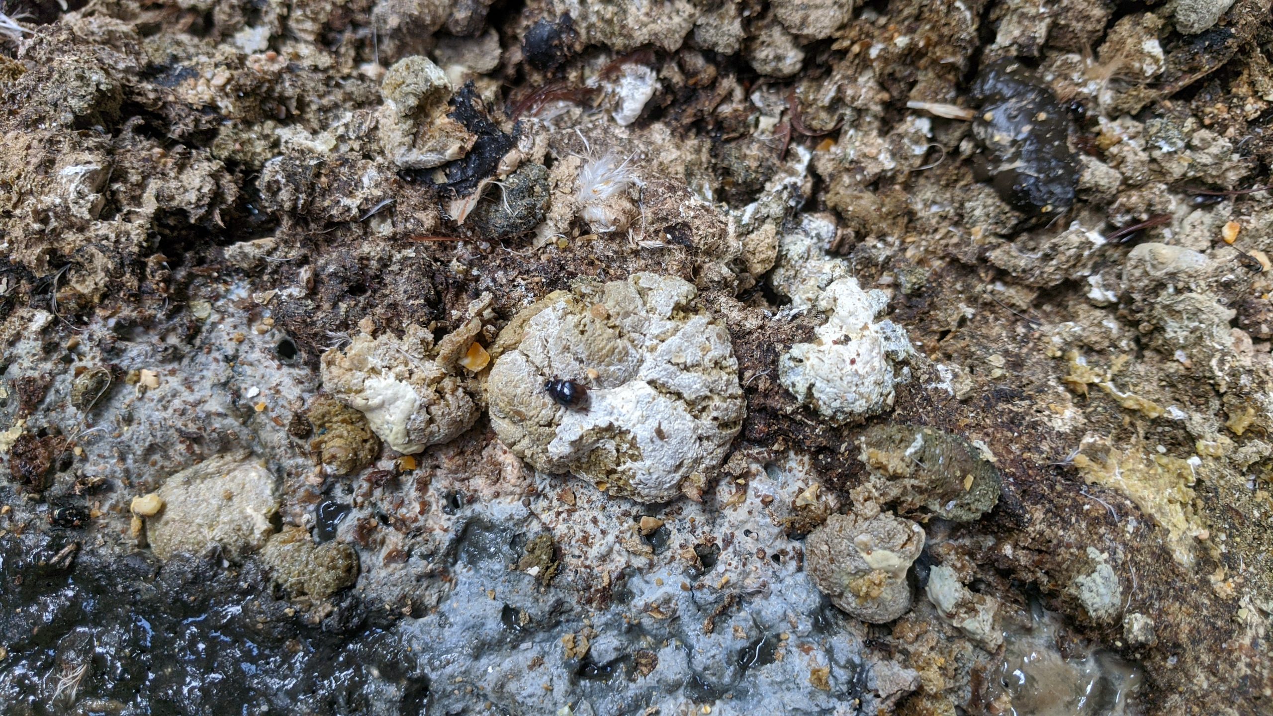 Chicken Manure Processing Equipment