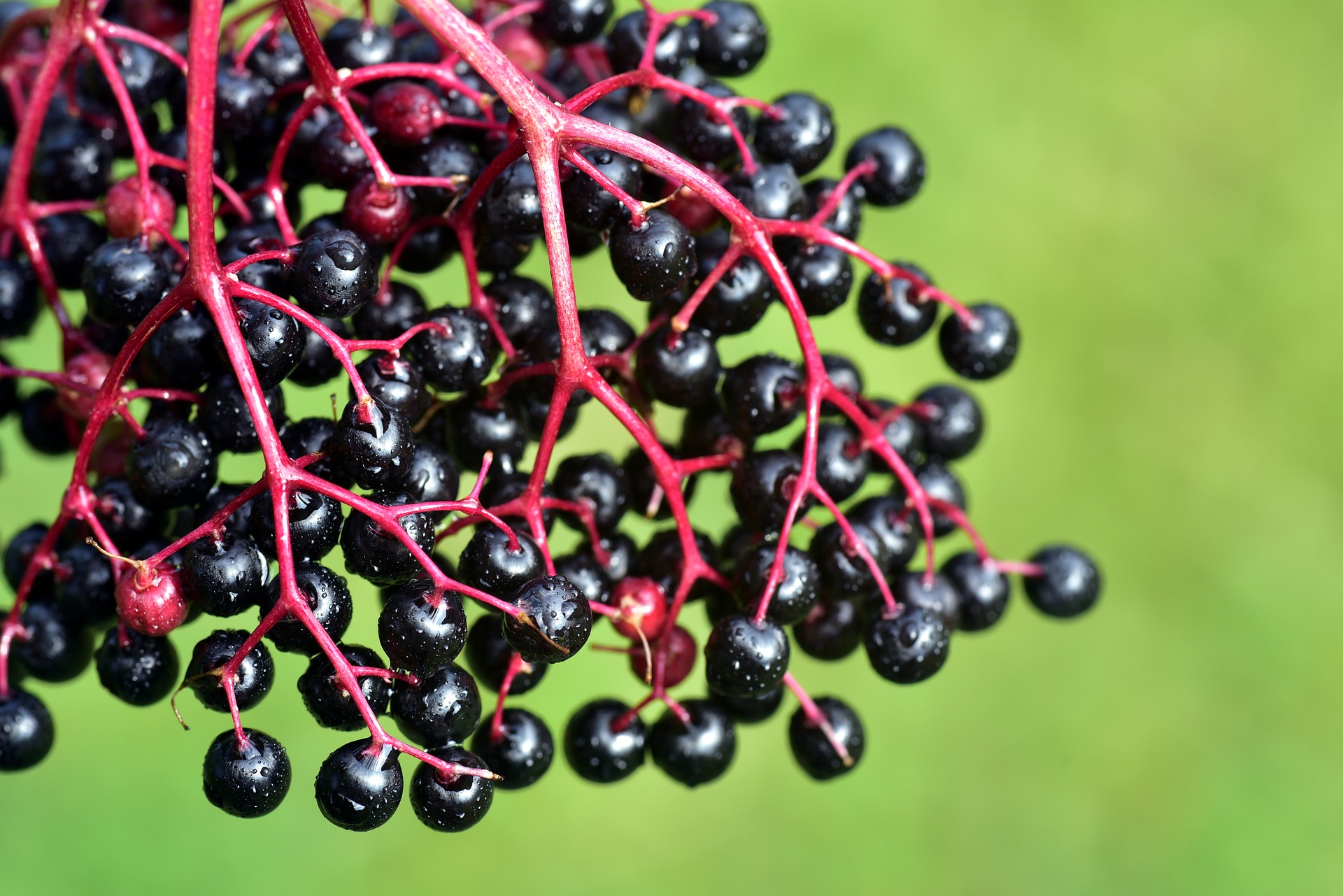 Elderberry extract making equi