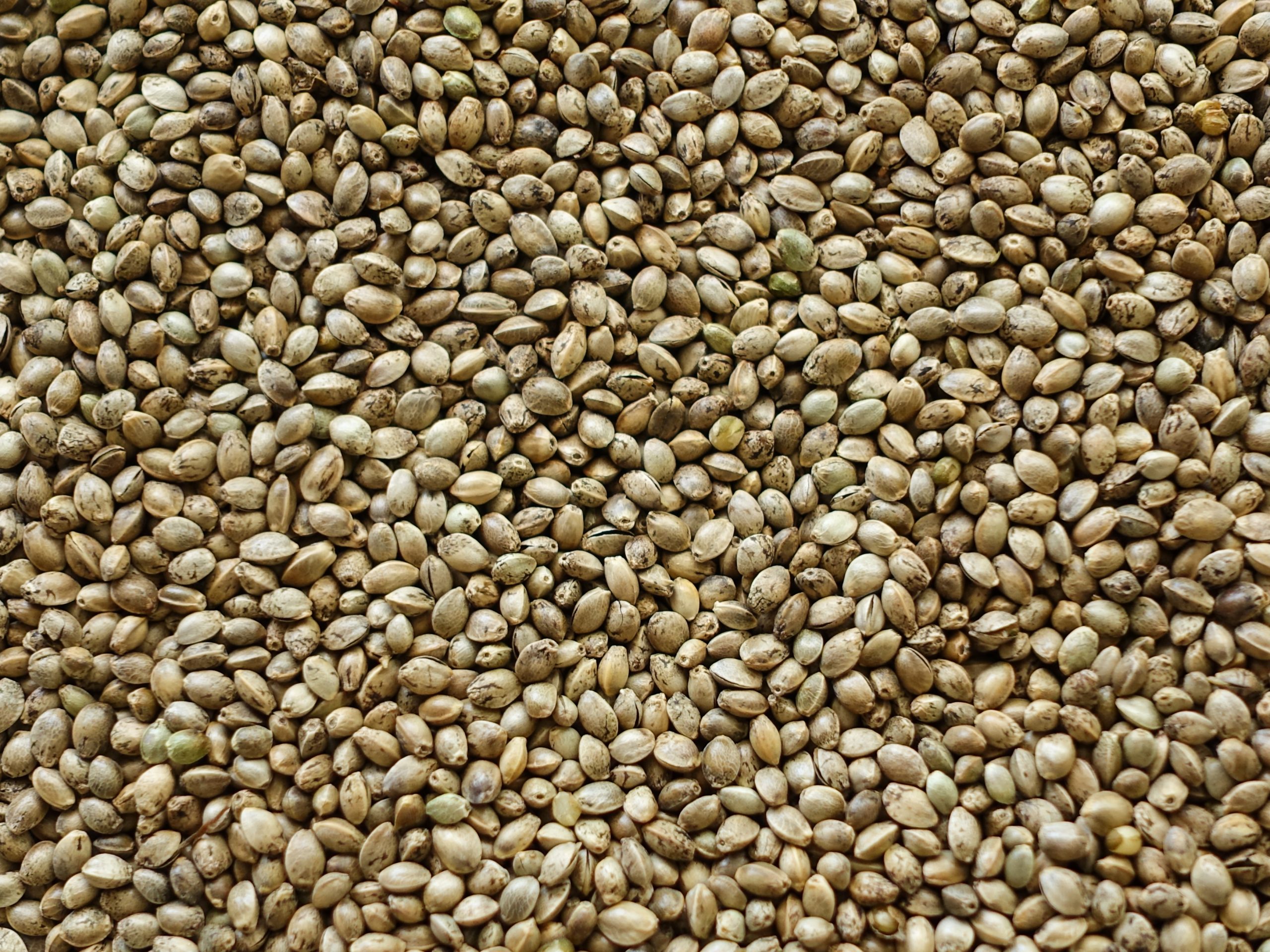 Making cannabis seeds