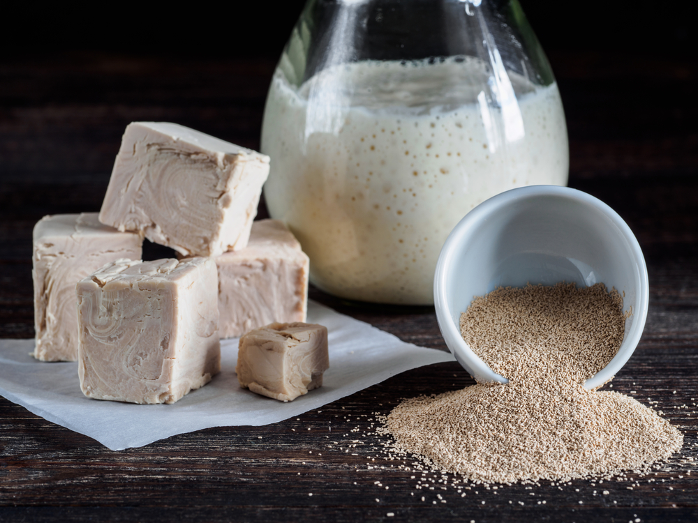 Yeast bioprocessing Equipment