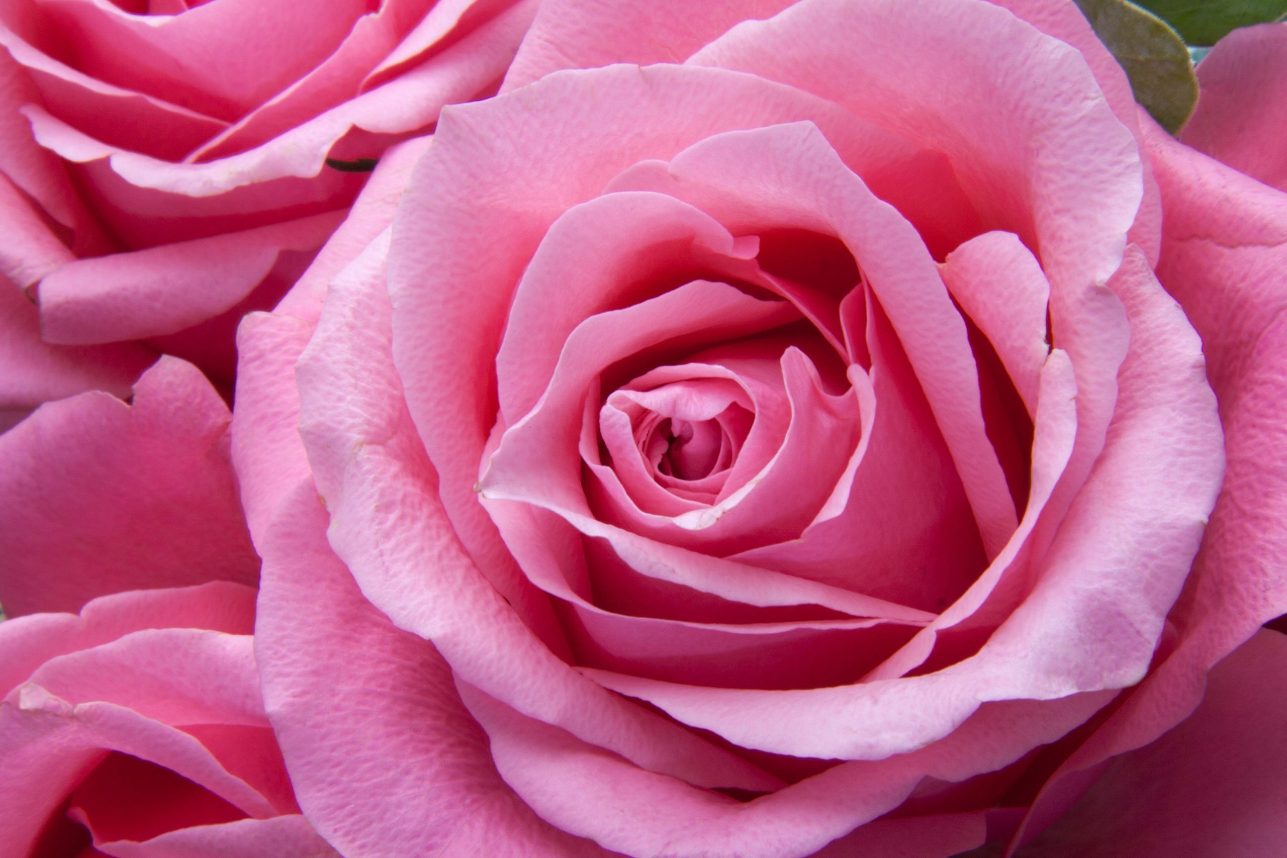 Rose oil making equipment