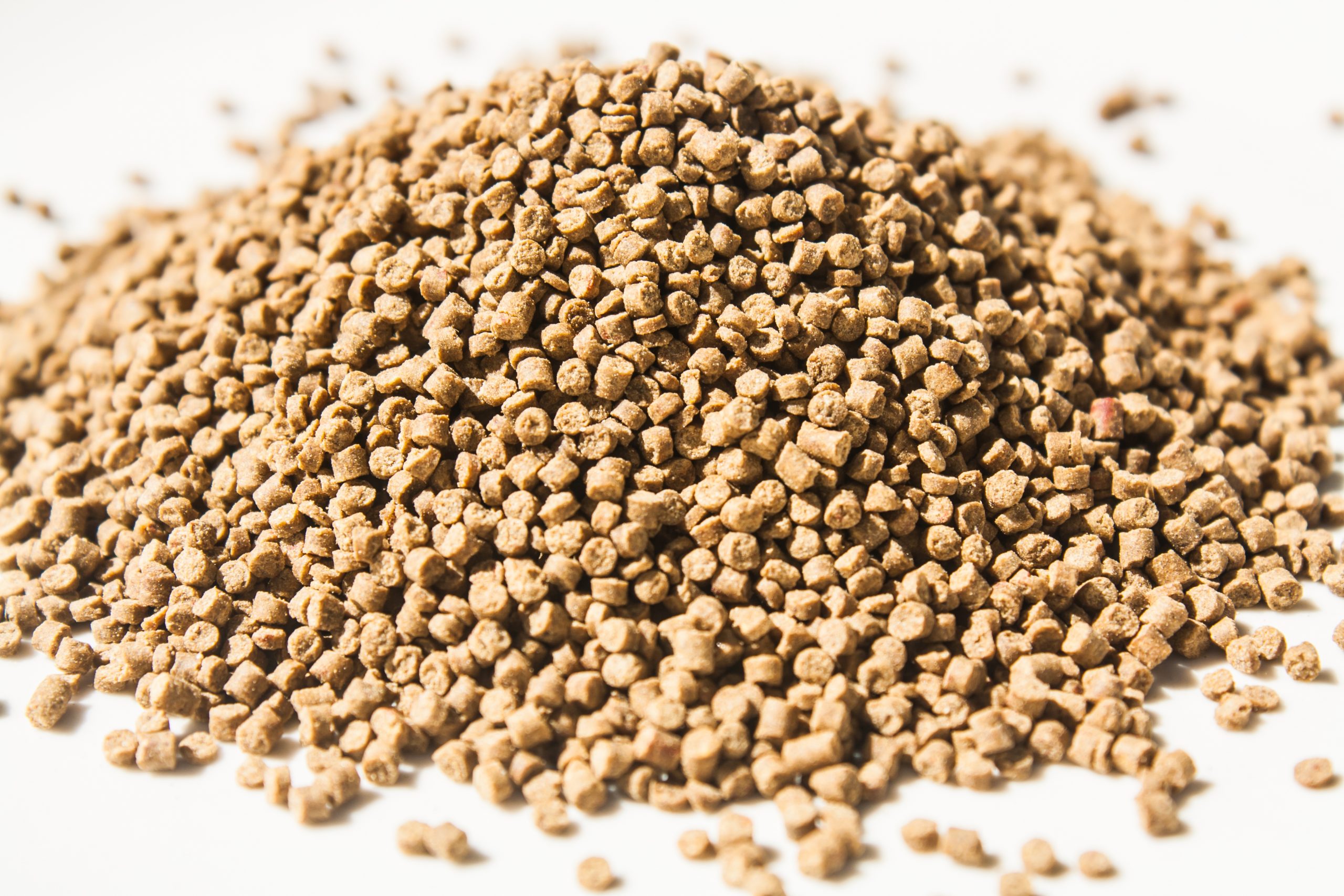 Conical twin screw extruder for pet food and aquatic feed