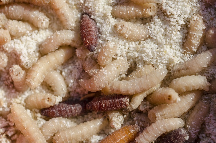 Black soldier fly larvae