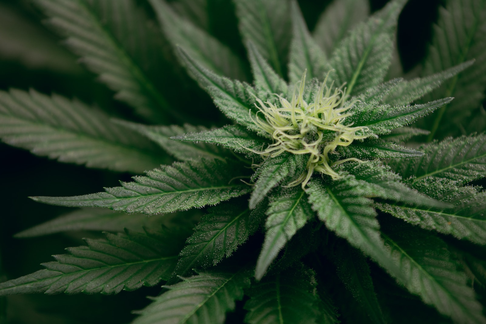 Making Thc Extract