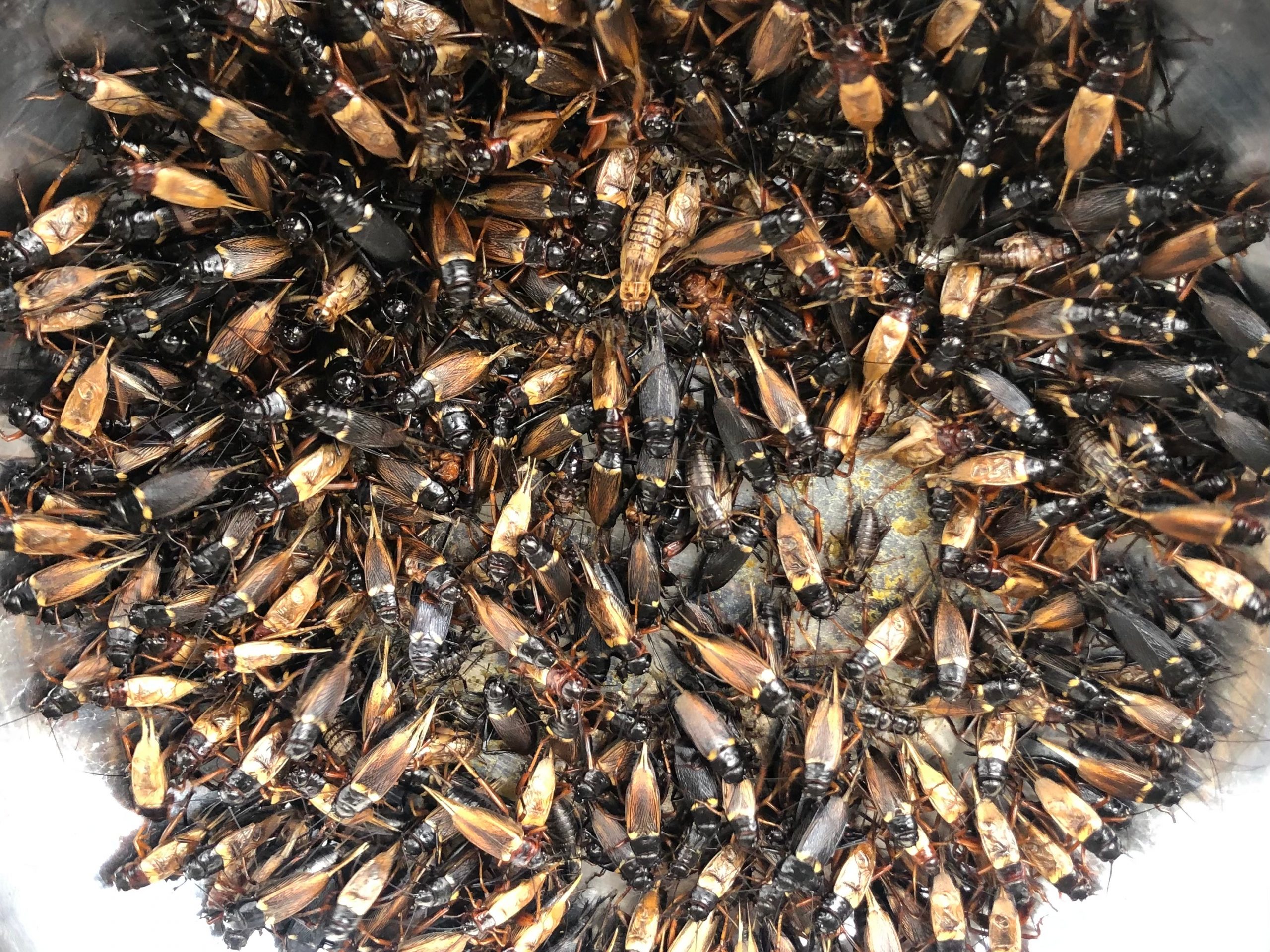 Cricket Protein Equipment