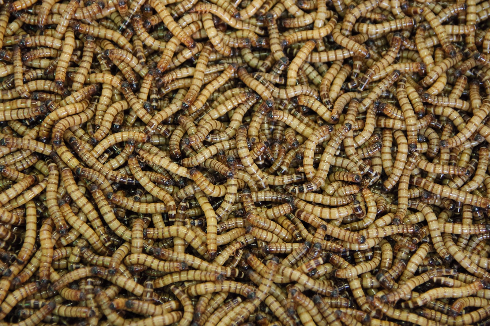 Making Mealworm Protein
