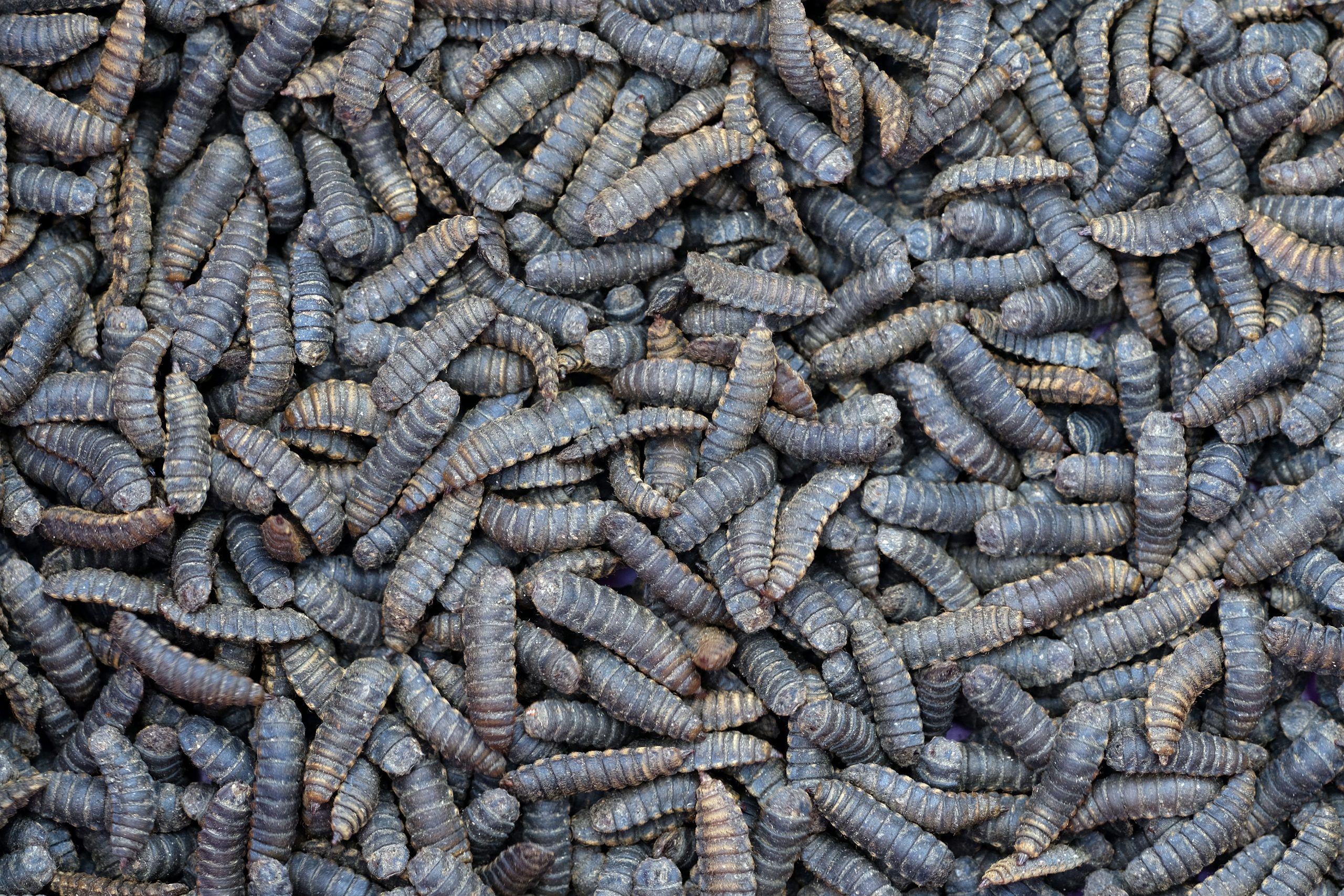 Insect Protein Grinding Equipment