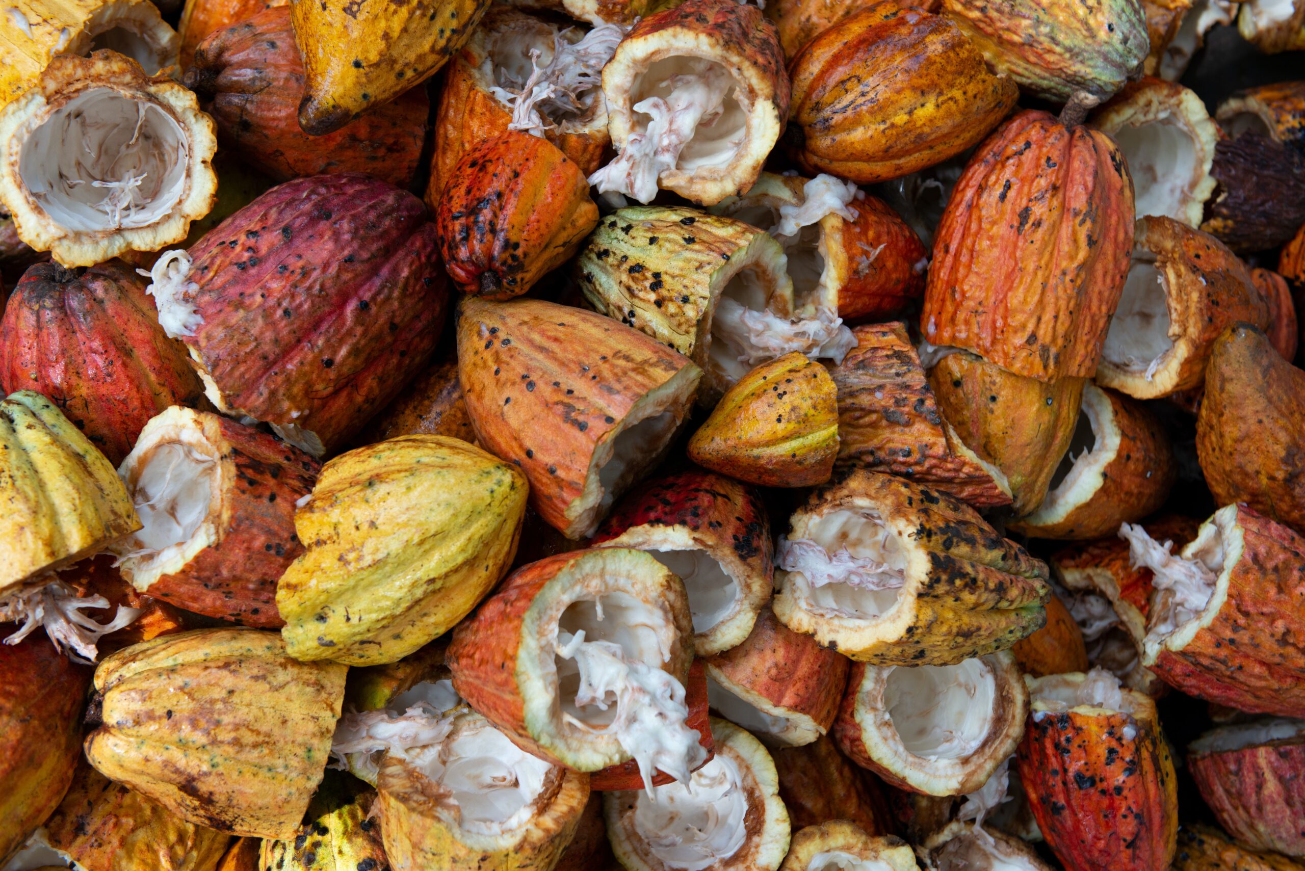 Cocoa Processing Equipment