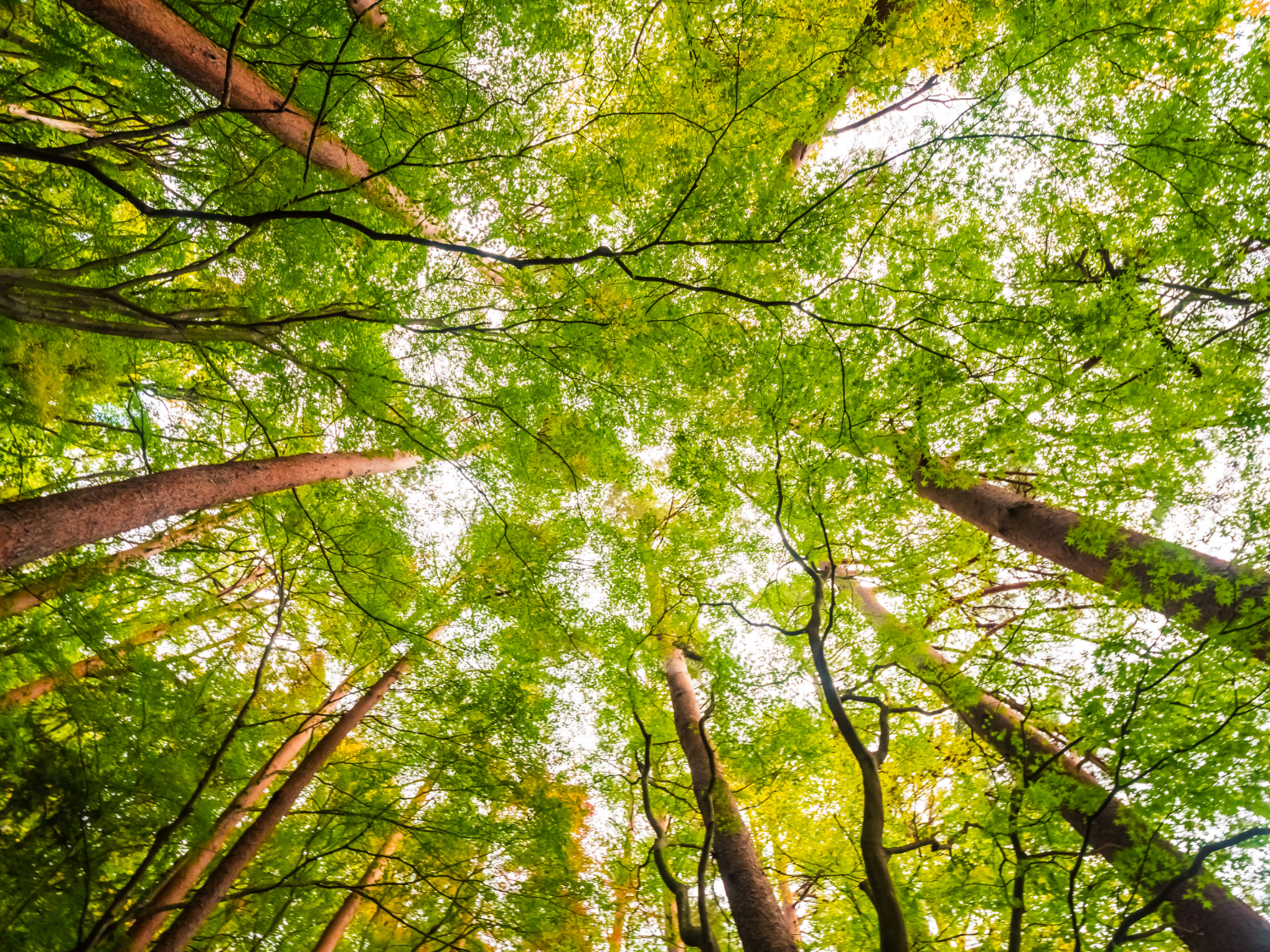 Give birch afforestation a head start with clean seeds