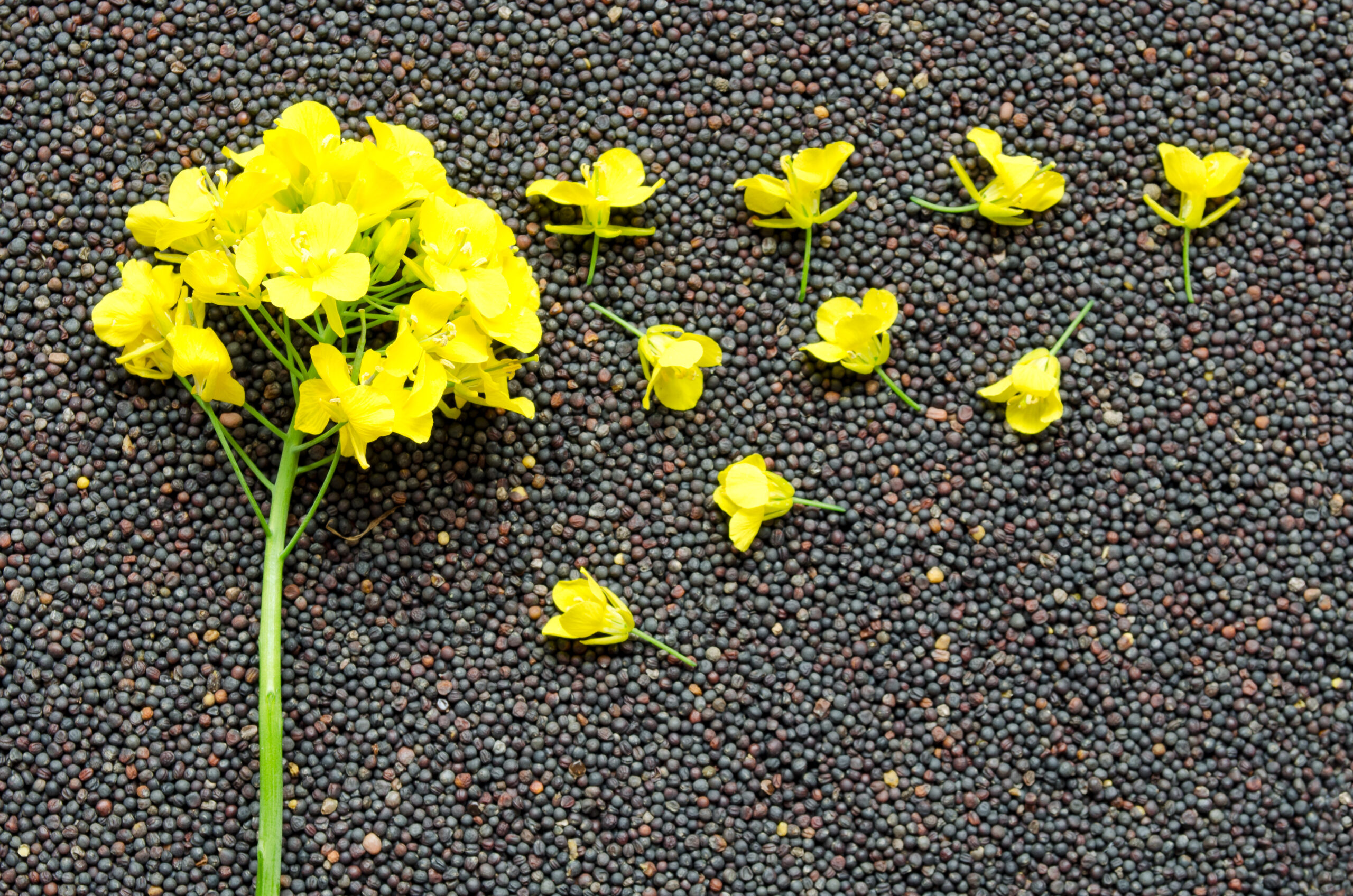 Stop treating pests to oilrape stock: treat your seed lot instead