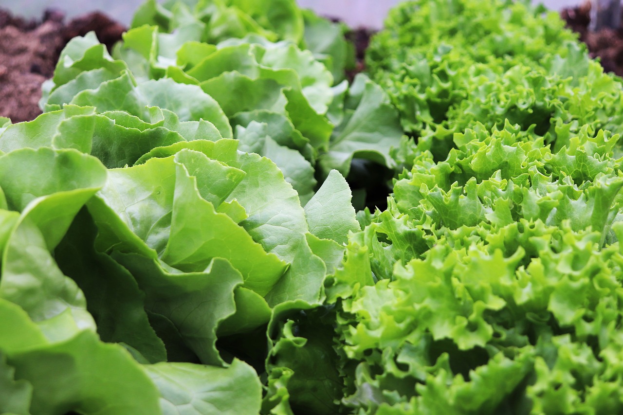 Centrifuge for drying leafy vegetables