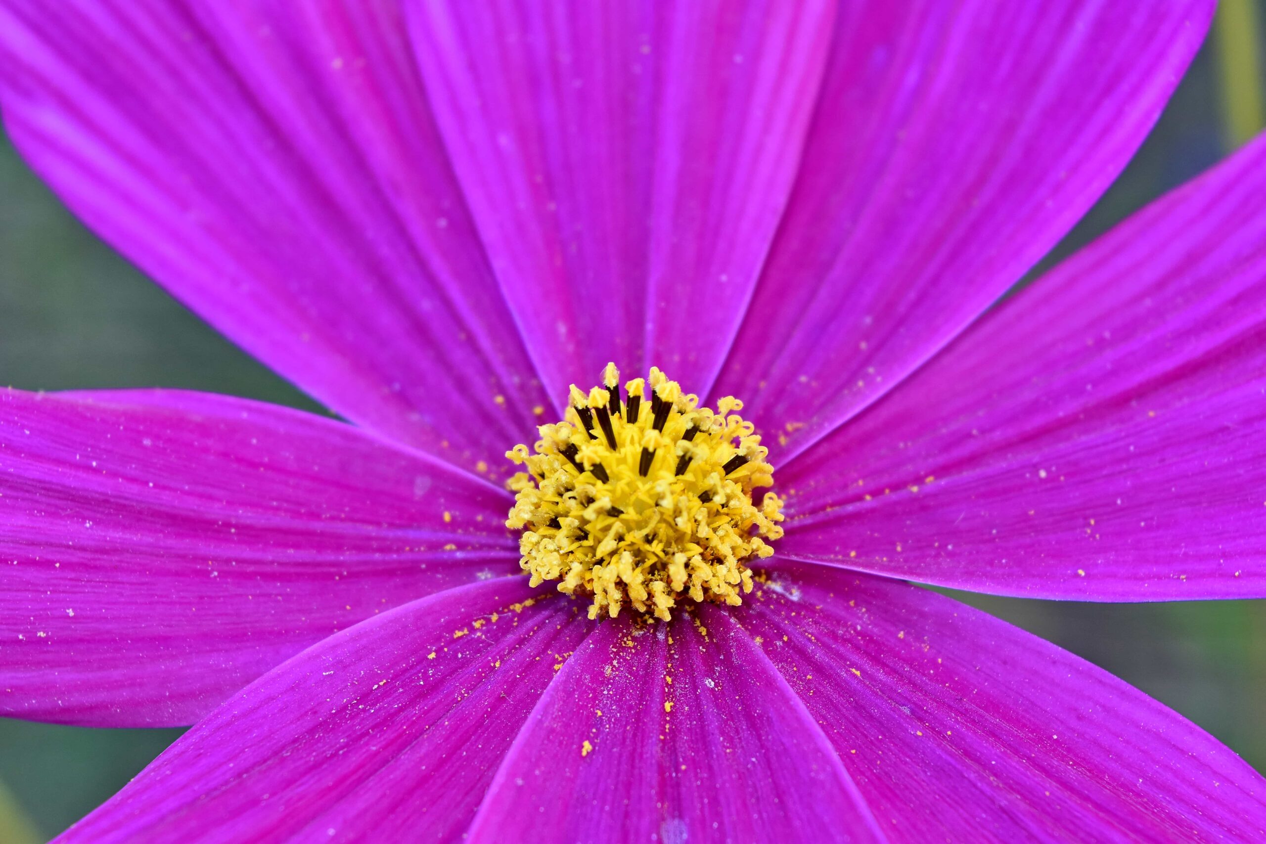 Nectar