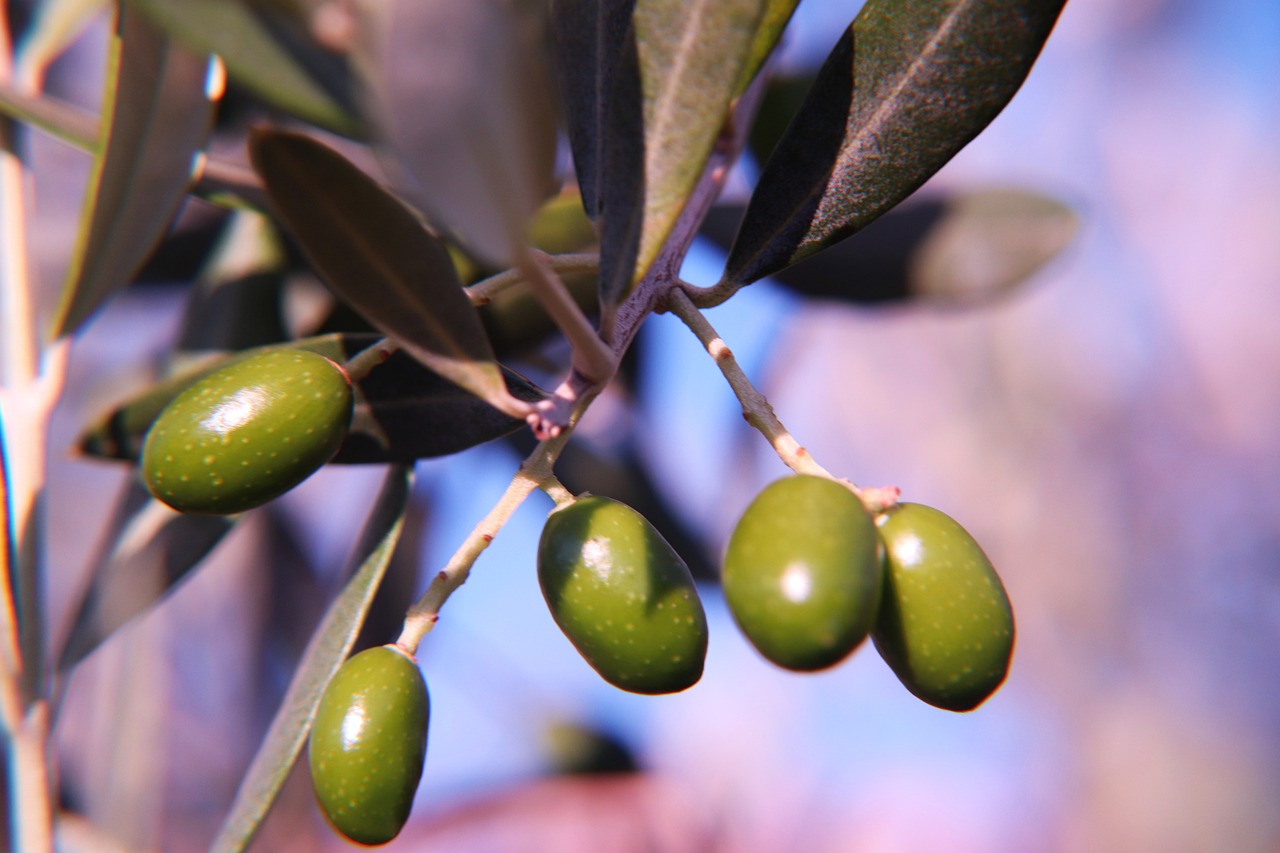 Olives