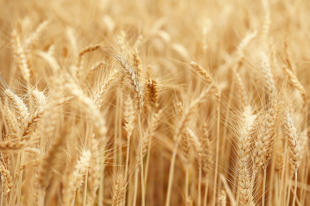 Purifier for high-quality semolina production