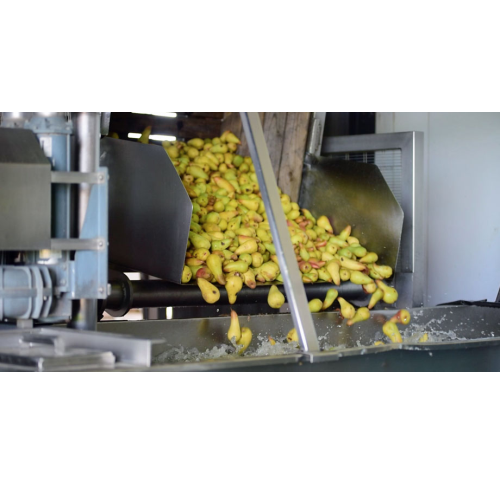 System for receiving, sorting, and destoning fruit