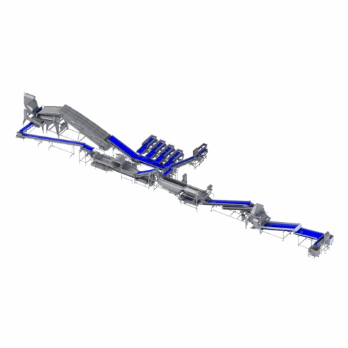 Automated processing line for lettuce and leafy vegetables