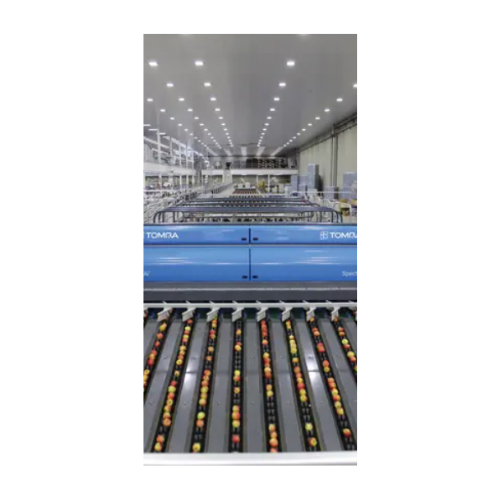 Intelligent optical fruit sorting and grading system