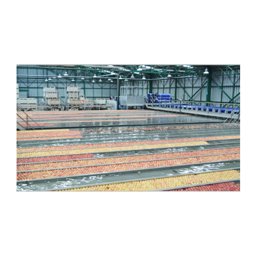 Apple sorting and grading system