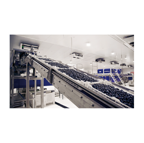 Blueberry sorting for consistent quality control