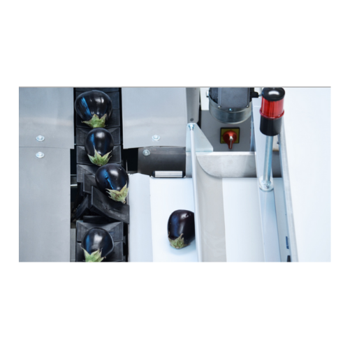 Processing, sorting, and grading solutions for eggplants