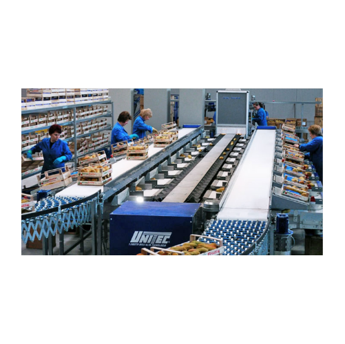 Sorting and grading system for elongated pears