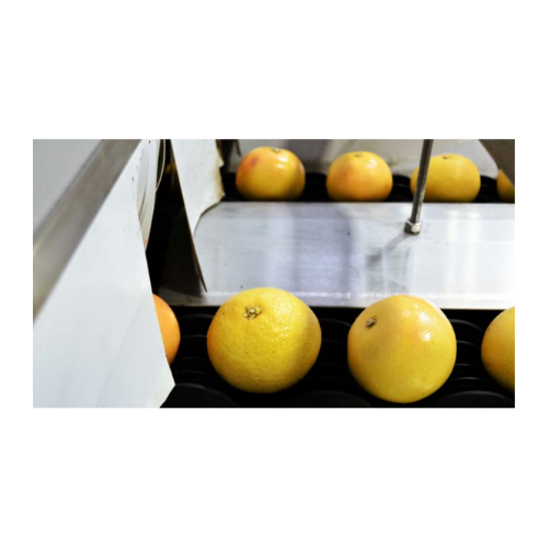 Grapefruits sorting & grading system