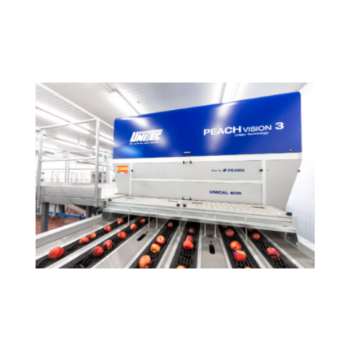 Sorting and grading for peaches and nectarines