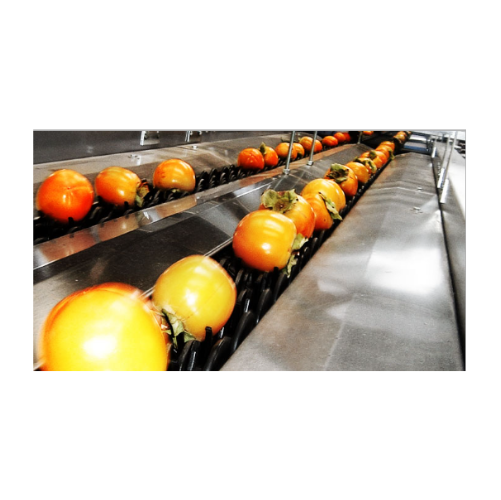 Persimmon sorting and grading system