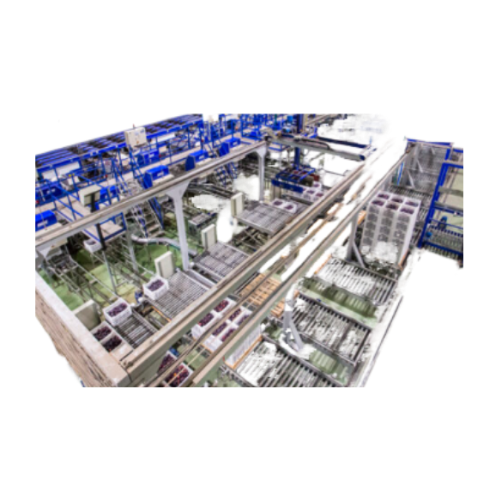 Plum sorting and grading system