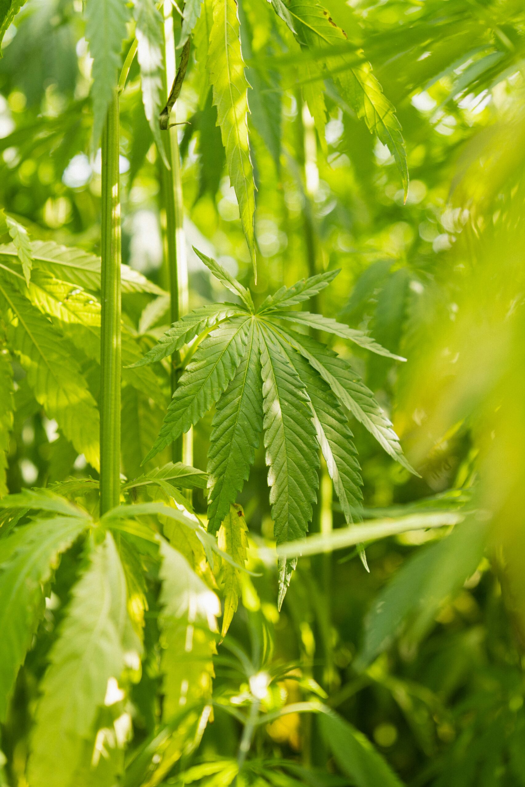 Cannabis distillation system for high-potency extracts